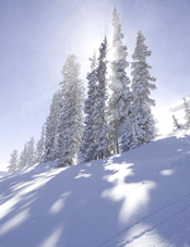 snow covered trees